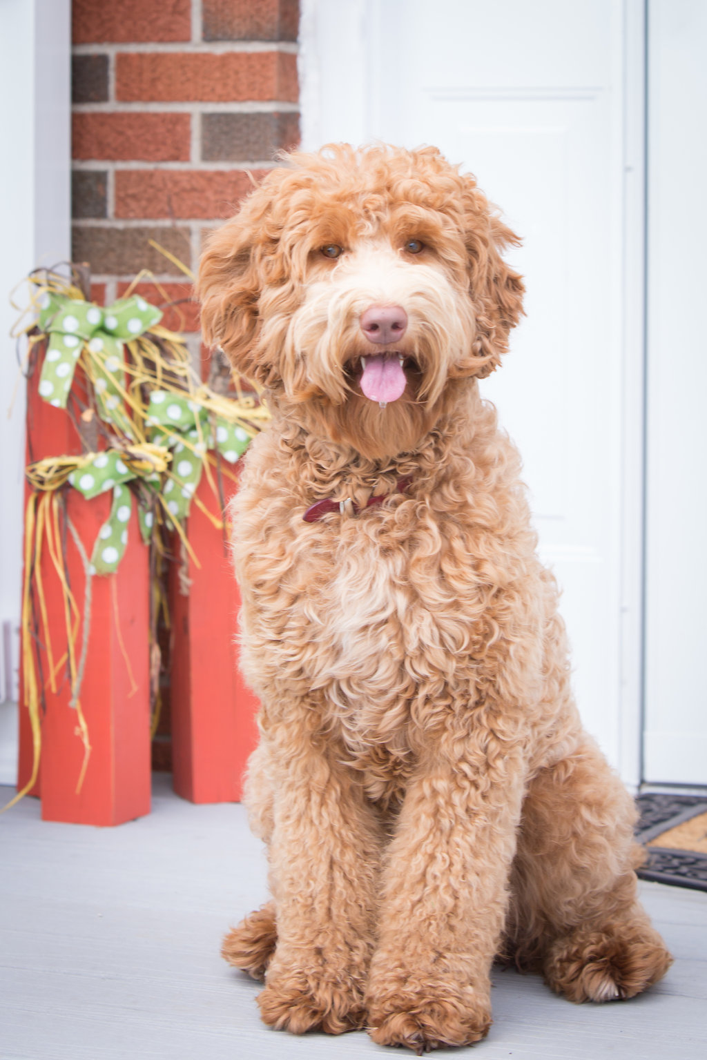 sutberry10of11 - Archview Labradoodles, LLC