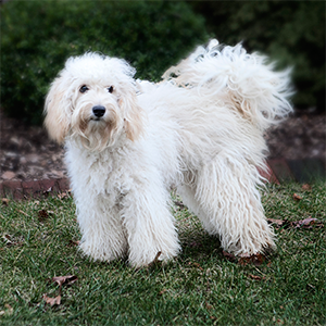 zoe - Archview Labradoodles, LLC