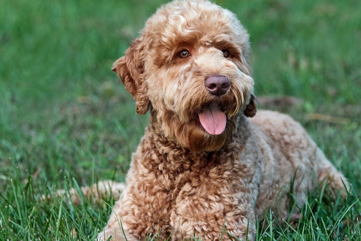 Desert Wind’s Rico Suave “Leo” - Archview Labradoodles, LLC