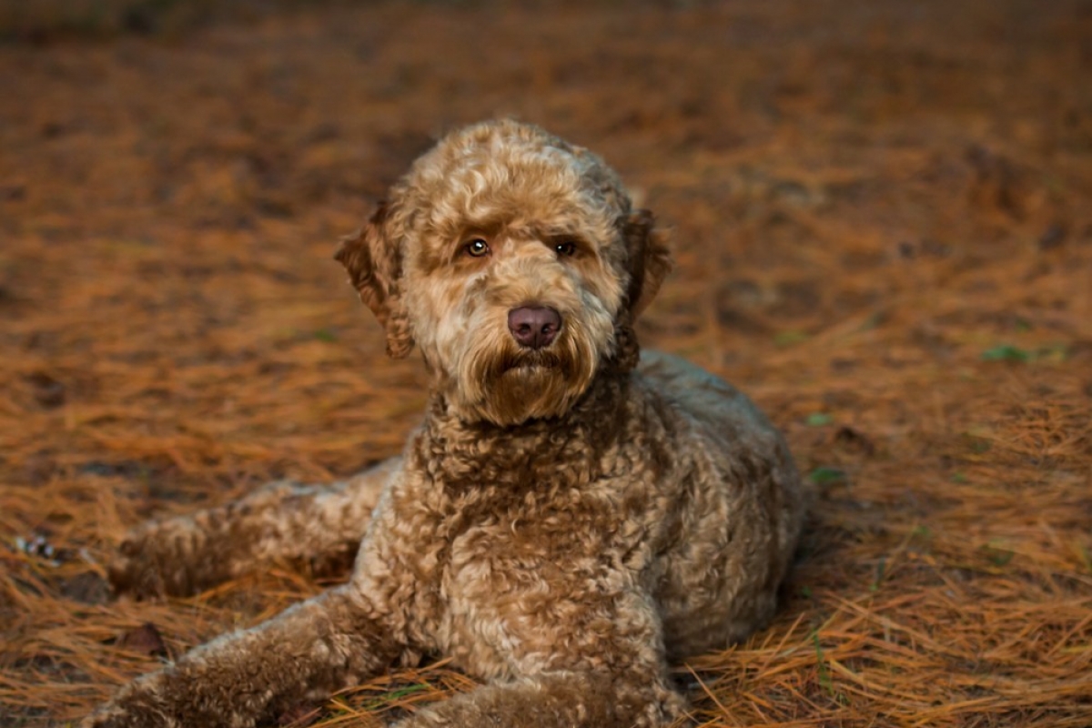 Desert Wind’s Rico Suave “leo” - Archview Labradoodles, Llc