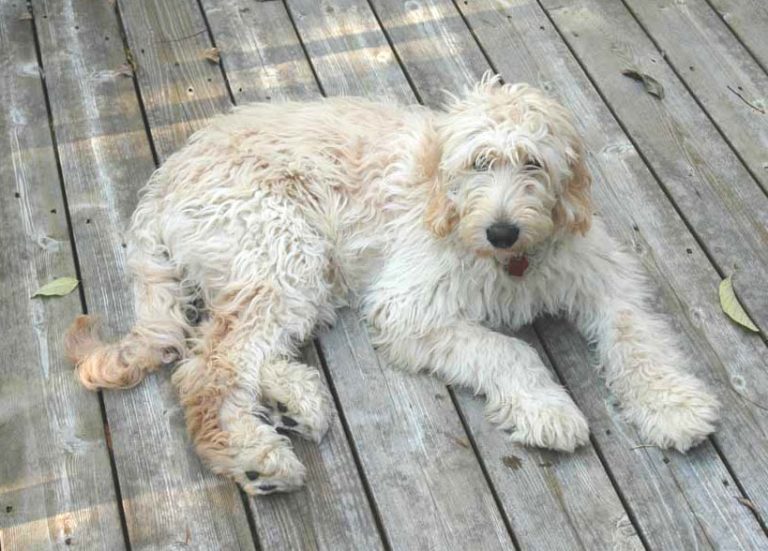 Why the Australian Labradoodle Makes the Perfect Family Pet - Archview ...