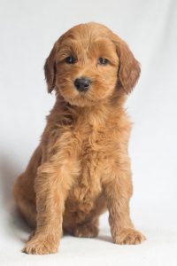 standard female labradoodle puppy