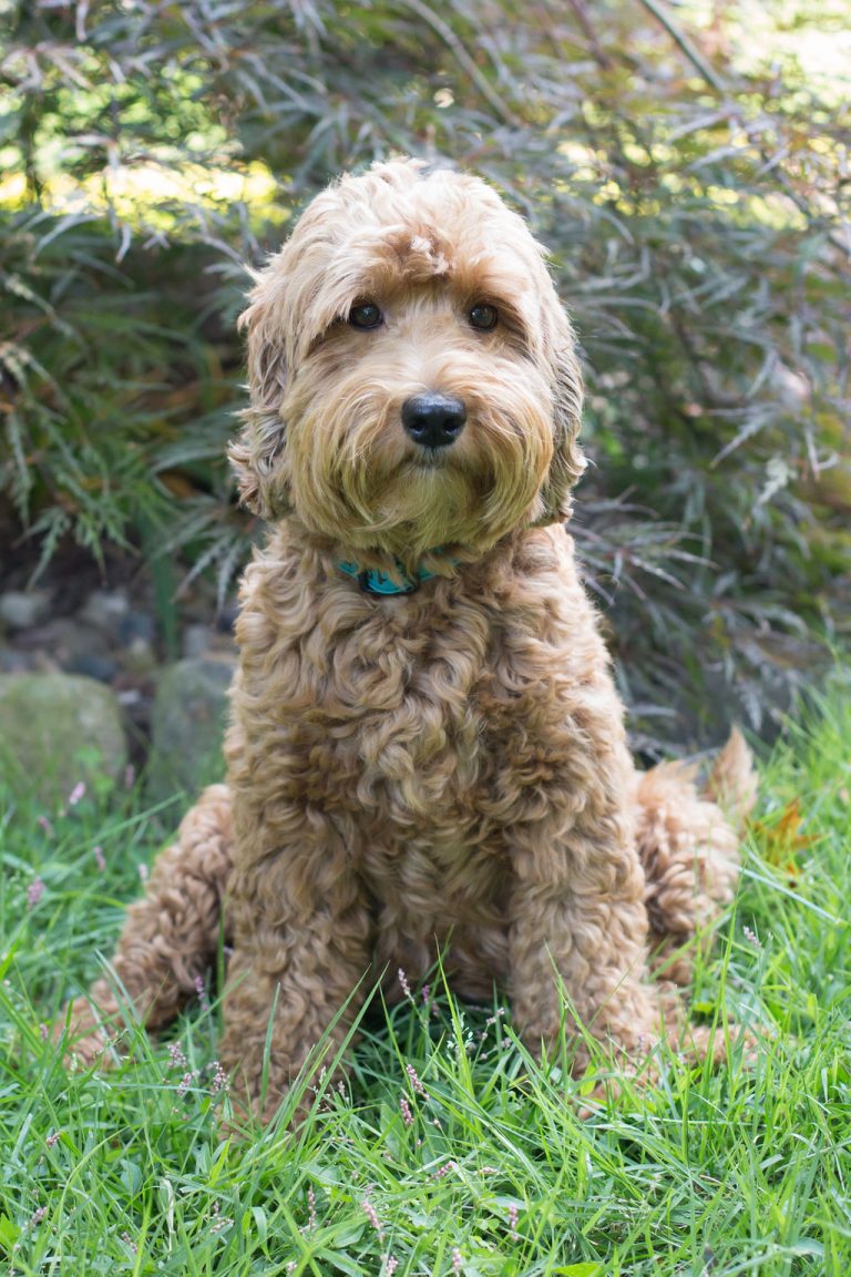 Understanding Archview: Protecting Our Puppies - Archview Labradoodles, LLC