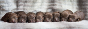 male chocolate labradoodle puppies