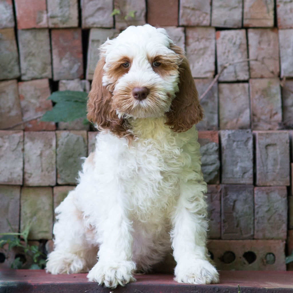 Caramel hotsell parti labradoodle