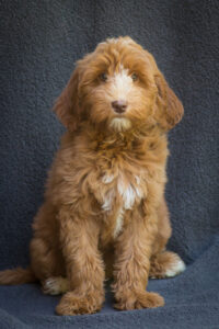 labradoodle puppy