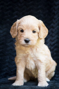 labradoodle puppy