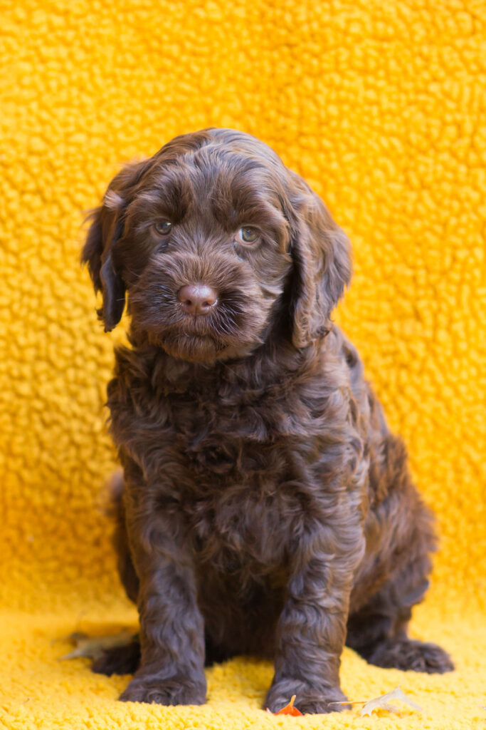 Australian Labradoodle Puppies - Illinois | Arch View Labradoodles