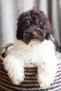 labradoodle puppy