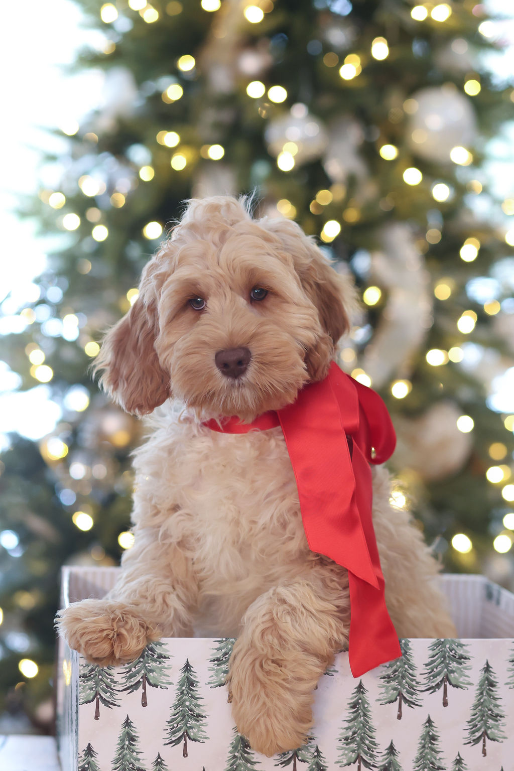 labradoodle puppy