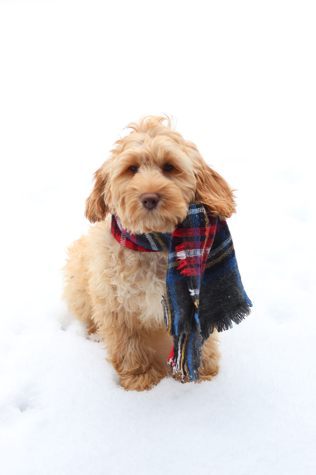 labradoodle puppy