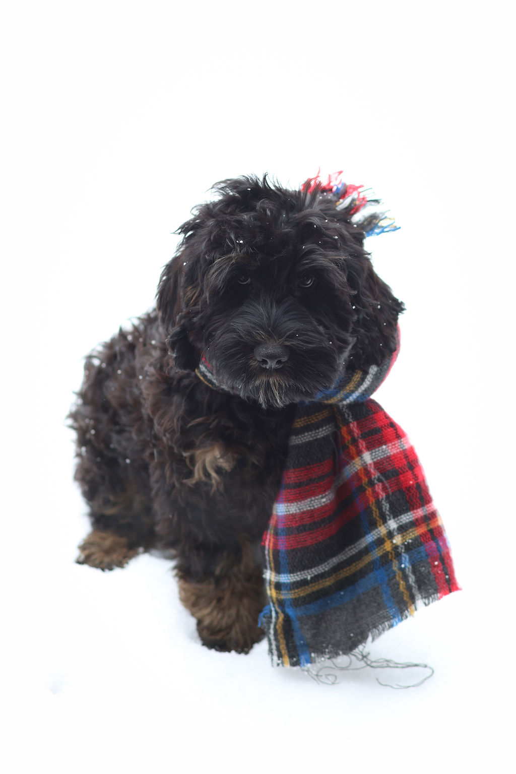 labradoodle puppy