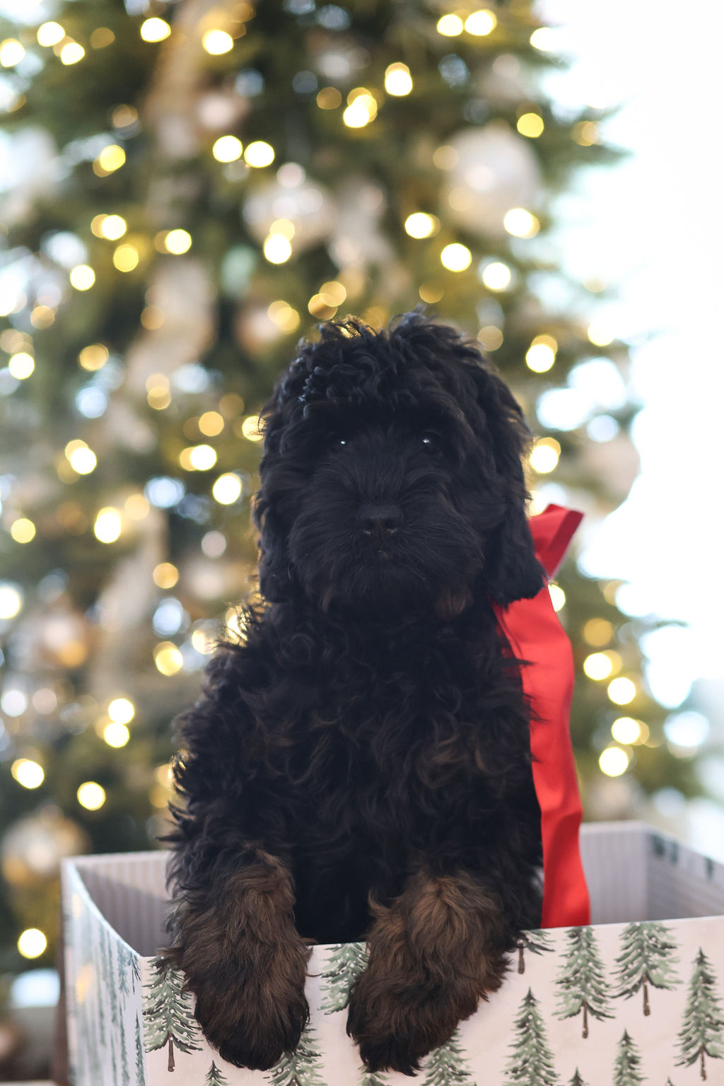 labradoodle puppy