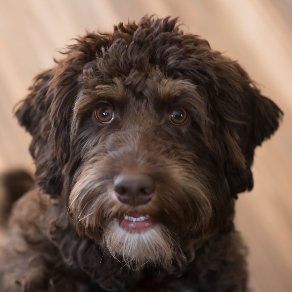 Beau the labradoodle