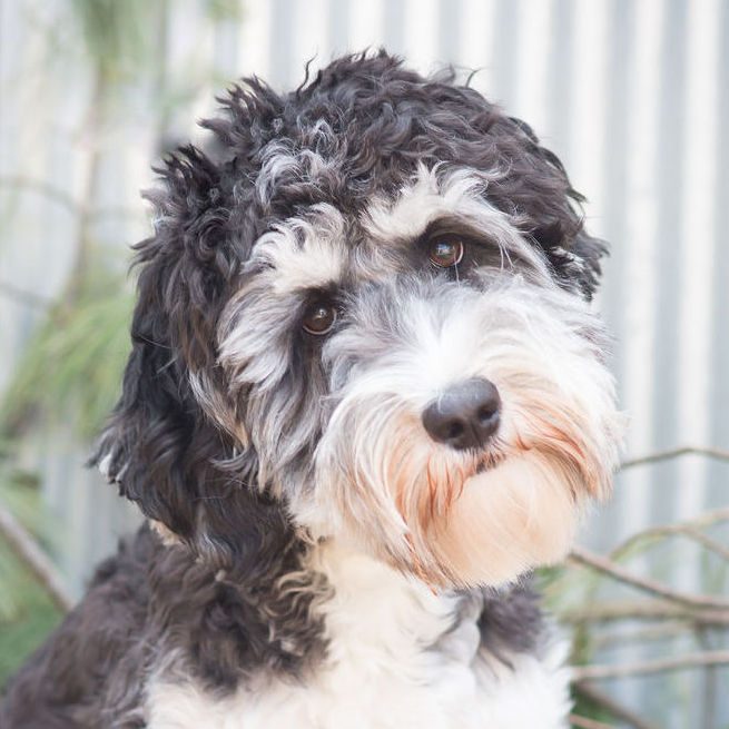 Connie the labradoodle