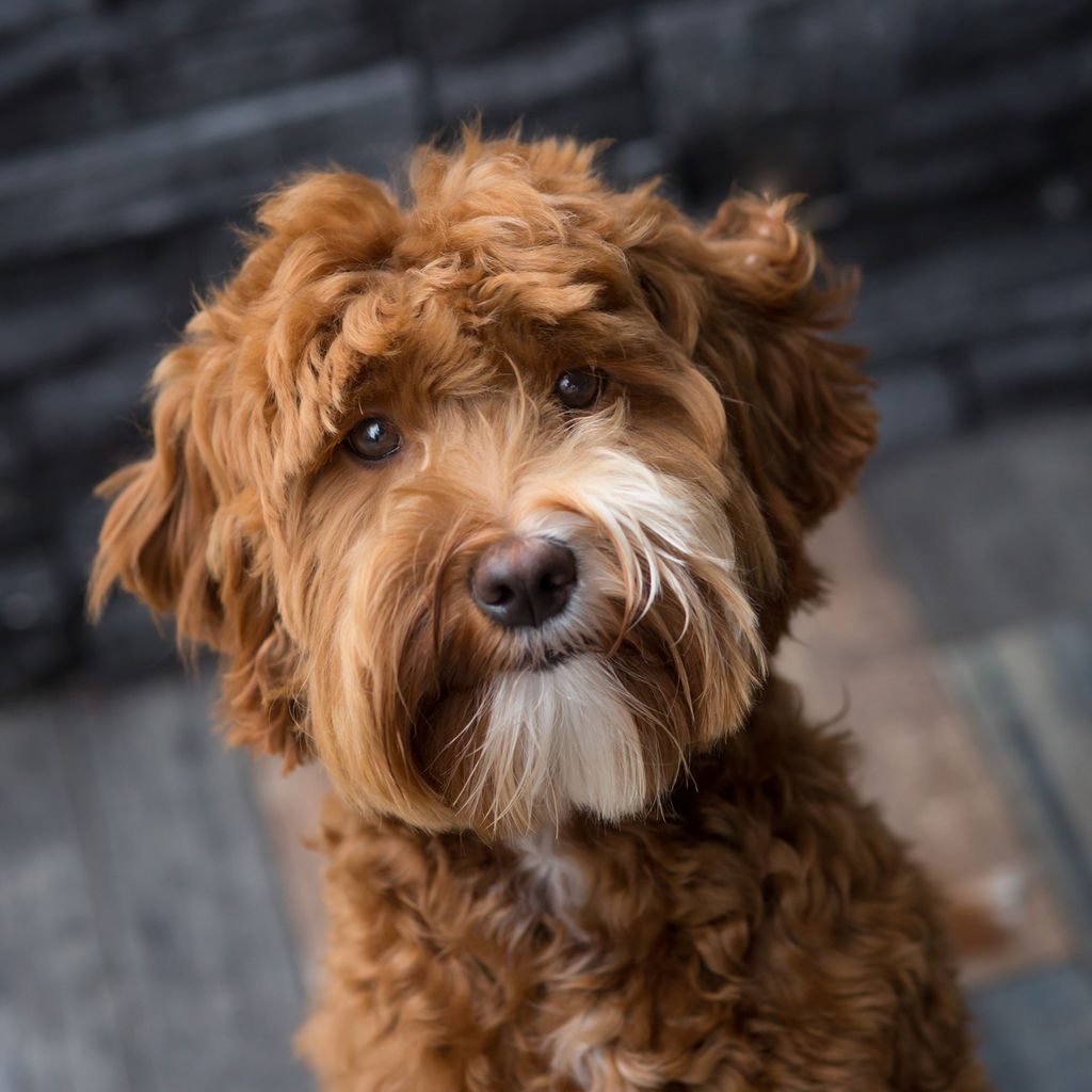 Barley the Labradoodle