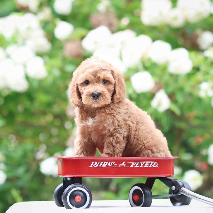 labradoodle puppy in a wagon