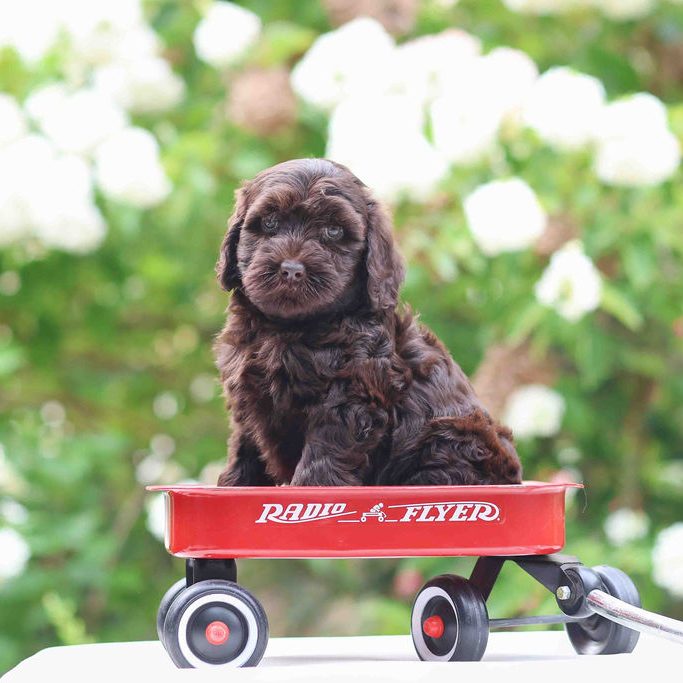 labradoodle puppy in a wagon